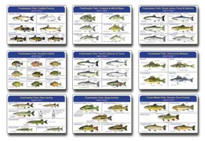 Fishermen Identification Card Magnetic Card With Fish Species