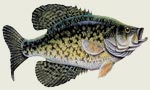 Freshwater Fish Decals