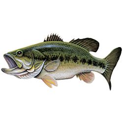 Freshwater Game Fish magnets - Largemouth Bass - Full Color Largemouth Bass  Magnet printed on clear vinyl