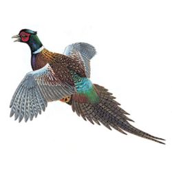 Wildlife Color Decals - Pheasant - Sticker