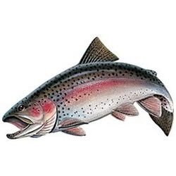 Freshwater Game Fish Color Decals - Rainbow Trout - Sticker