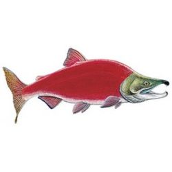 Saltwater Game Fish Color Decals Sockeye Salmon Sticker - salmons classic roblox decals