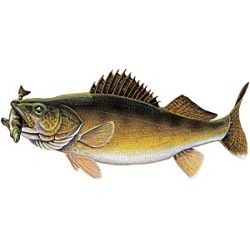 Freshwater Game Fish Color Decals - Walleye w/ Perch - Sticker