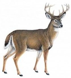 Wildlife Color Decals - Whitetail Deer - Sticker