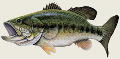 Freshwater Game Fish magnets - Largemouth Bass - Full Color Largemouth Bass  Magnet printed on clear vinyl