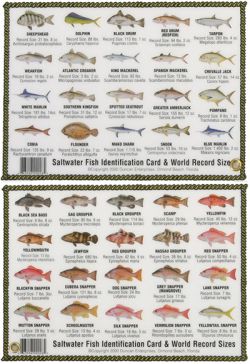 Fish ID Card - South Atlantic & Gulf Saltwater Fish