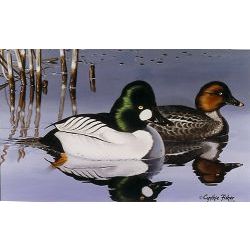 1988 Ohio Duck Stamp - wildlife print by Cynthie Fisher