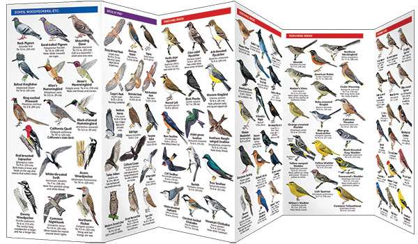 California Birds - Pocket Guide