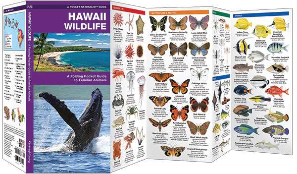 Pocket Guide: Hawaiian Wildlife, An Introduction to Familiar Species