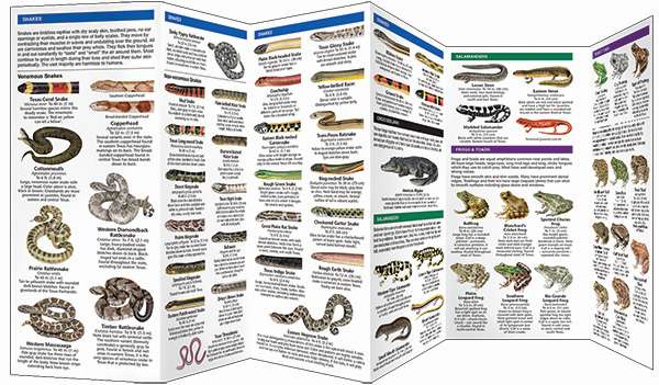 Texas Reptiles & Amphibians - Pocket Guide